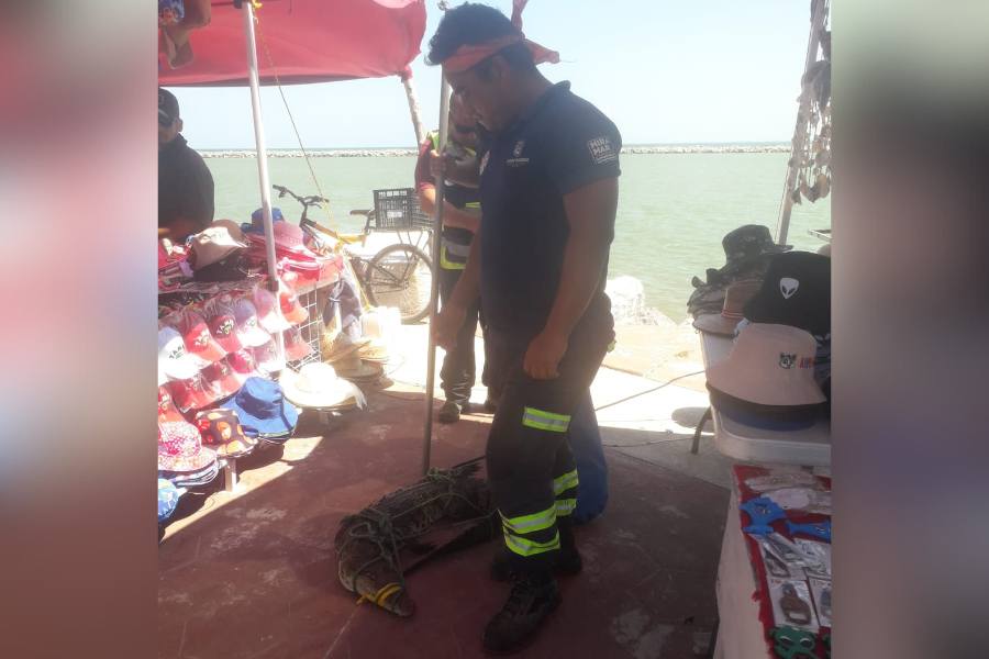 cocodrilo en canal de río pánuco