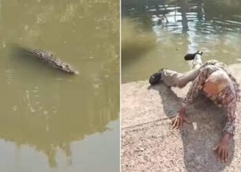 cocodrilo en canal de tampico