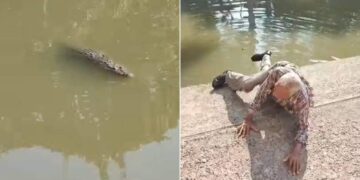 cocodrilo en canal de tampico