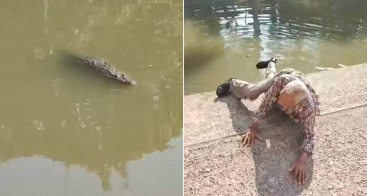 cocodrilo en canal de tampico