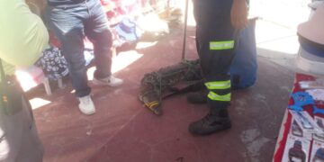 cocodrilos en playa Miramar