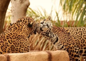 conservación del jaguar en Tamaulipas