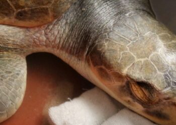 conservación tortuga lora Tamaulipas