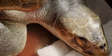 conservación tortuga lora Tamaulipas