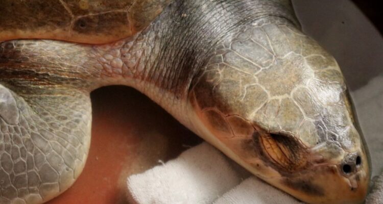 conservación tortuga lora Tamaulipas