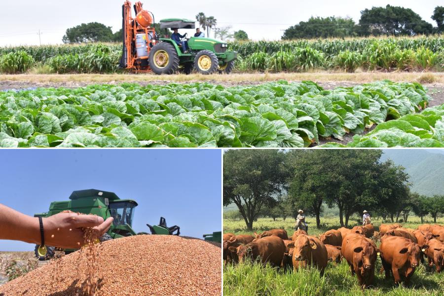 crecimiento agrícola en Tamaulipas