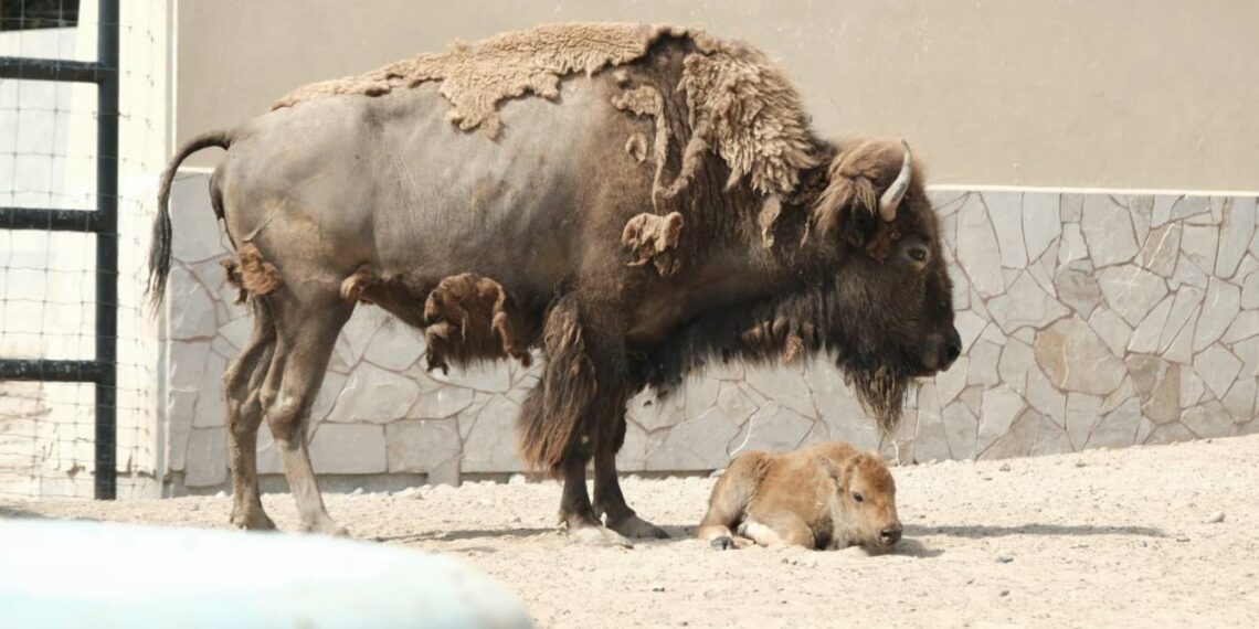 cría de bisonte americano en nuevo laredo