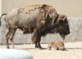 cría de bisonte americano en nuevo laredo
