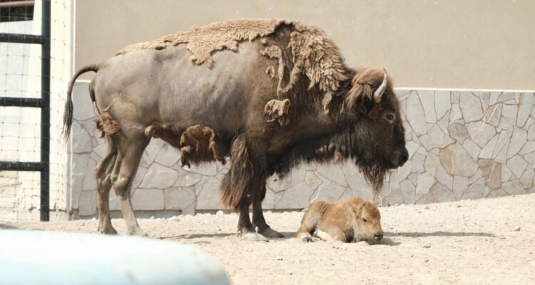 cría de bisonte americano en nuevo laredo