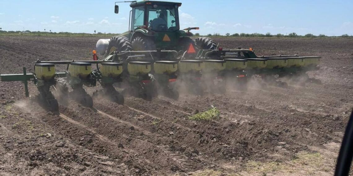 cultivo de soya Vernal en Tamaulipas