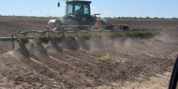 cultivo de soya Vernal en Tamaulipas