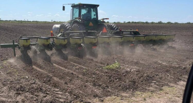 cultivo de soya Vernal en Tamaulipas