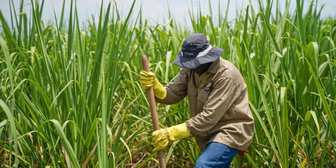hongo en cultivos de caña