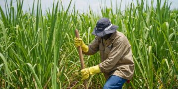 hongo en cultivos de caña
