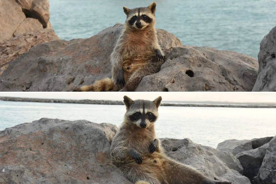 mapaches en escollera de playa miramar