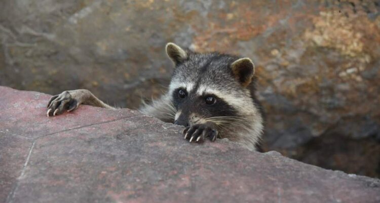 mapaches en escollera de playa miramar