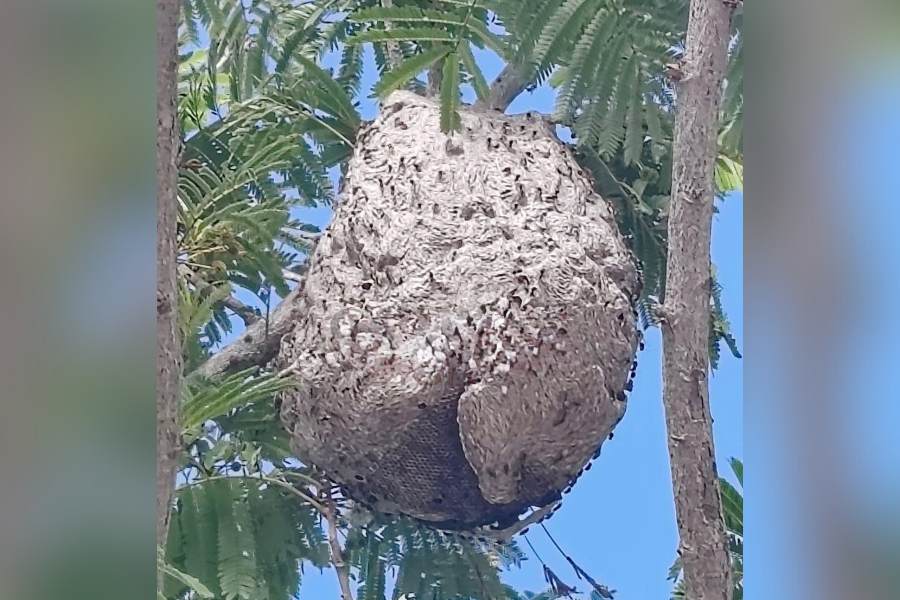 panal de abejas en Tampico