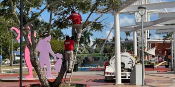 panal de abejas en Tampico
