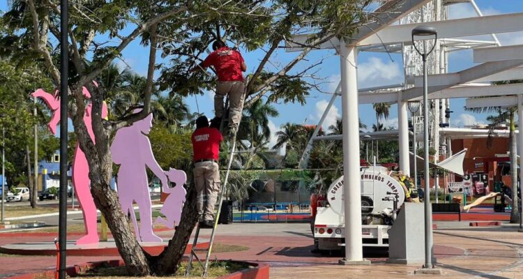 panal de abejas en Tampico