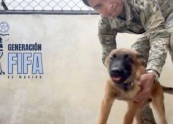 perros detectores explosivos Mundial 2026