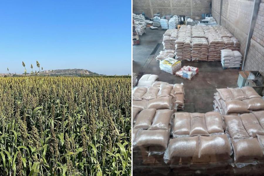 productores de Altamira