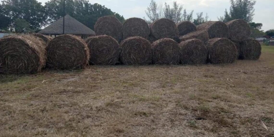 productores de Altamira