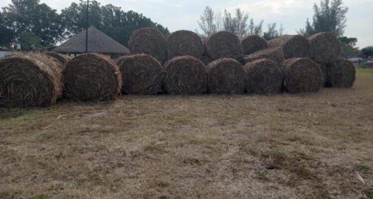 productores de Altamira