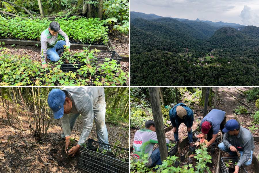 reforestación en Biosfera El Cielo