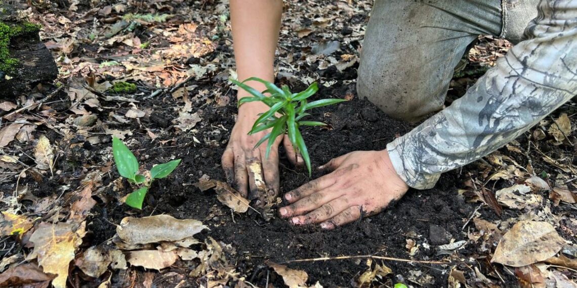 reforestación en Biosfera El Cielo