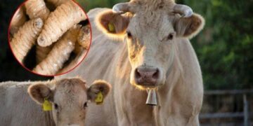 trampas de mosca en Tamaulipas