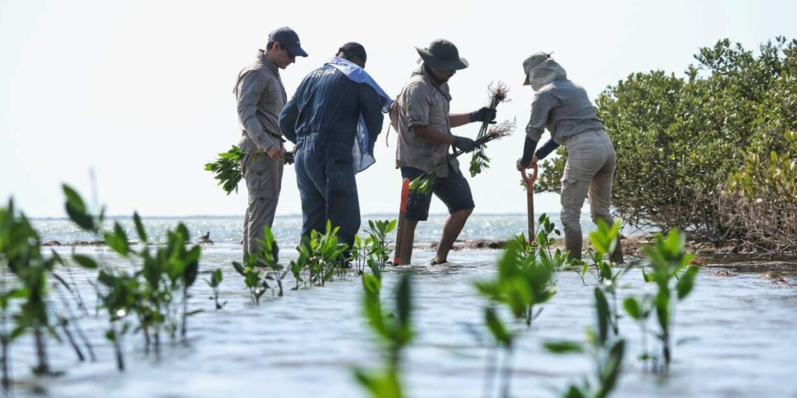 protección de manglares en Tamaulipas