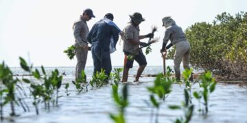 protección de manglares en Tamaulipas