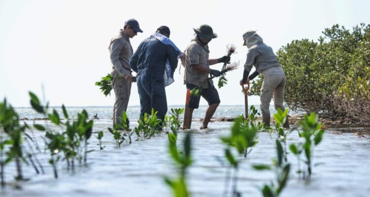 protección de manglares en Tamaulipas