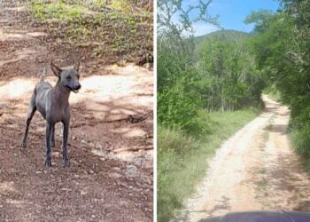 xoloitzcuintle en Soto La Marina