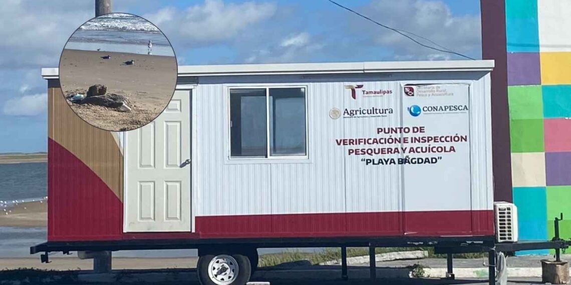 pruebas influenza aviar Matamoros