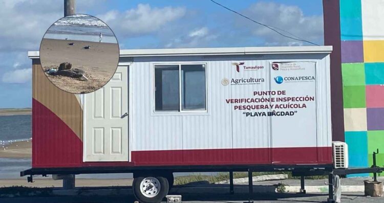 pruebas influenza aviar Matamoros