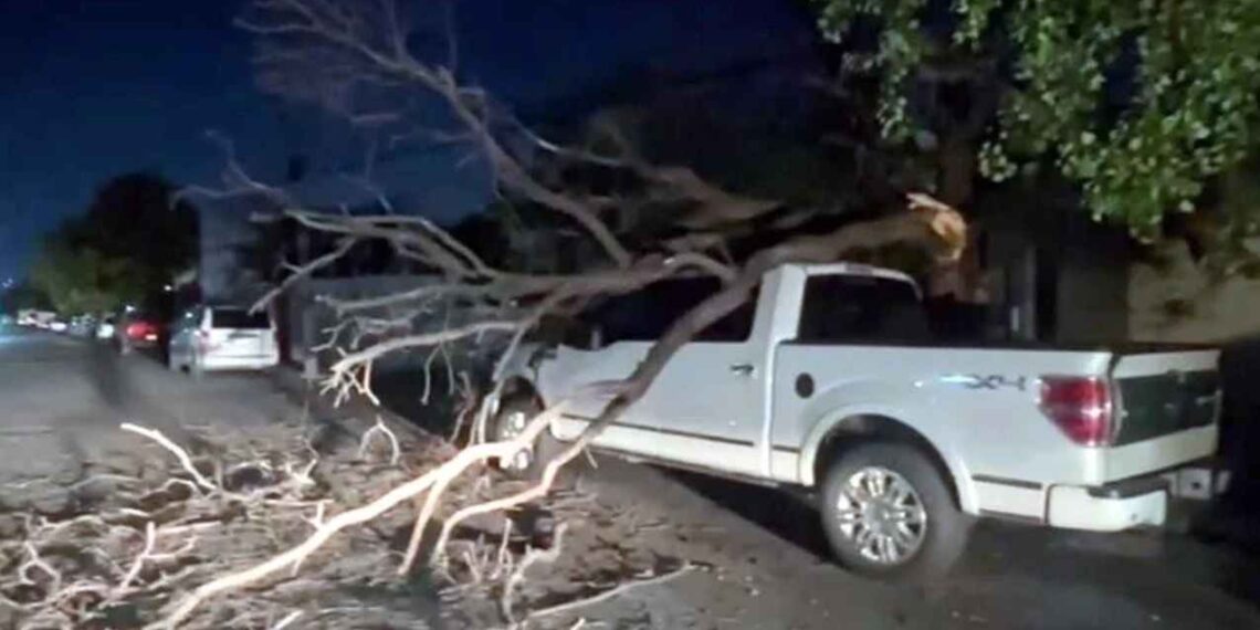 Cae rama de un árbol sobre camioneta y le causa daños en la Colonia Nuevo Repueblo en Monterrey, NL