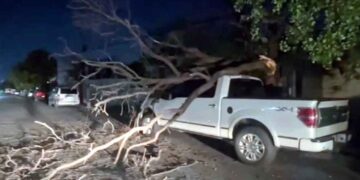 Cae rama de un árbol sobre camioneta y le causa daños en la Colonia Nuevo Repueblo en Monterrey, NL