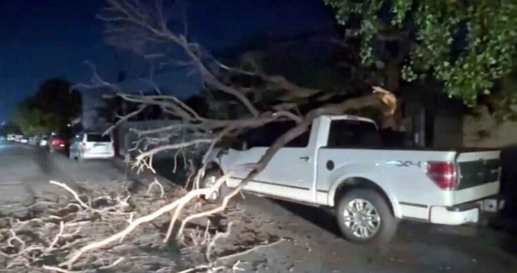 Cae rama de un árbol sobre camioneta y le causa daños en la Colonia Nuevo Repueblo en Monterrey, NL