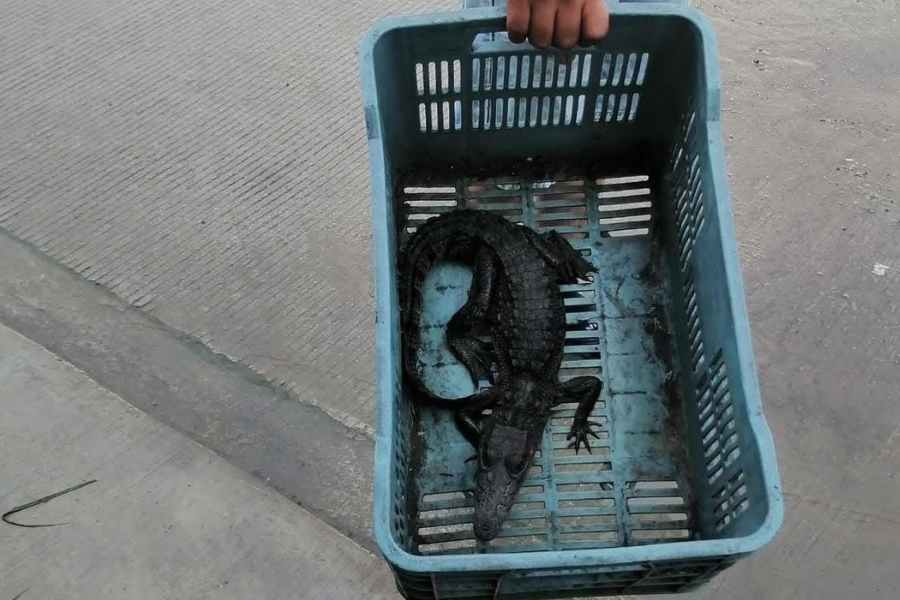 Capturan a cocodrilo en Madero (1)