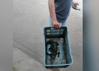 Capturan a cocodrilo en Madero