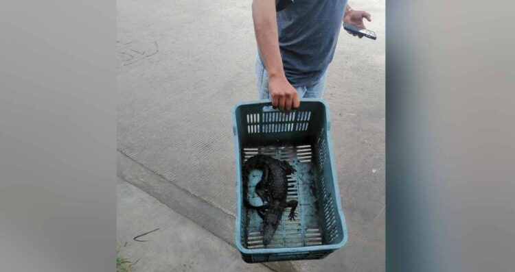 Capturan a cocodrilo en Madero