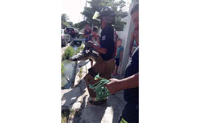 El reptil fue entregado a las autoridades tras encontrarlo en la colonia Candelario Garza