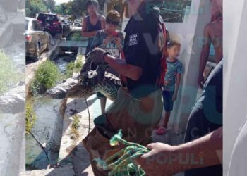 El reptil fue entregado a las autoridades tras encontrarlo en la colonia Candelario Garza