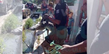 El reptil fue entregado a las autoridades tras encontrarlo en la colonia Candelario Garza