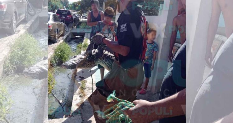 El reptil fue entregado a las autoridades tras encontrarlo en la colonia Candelario Garza