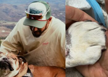 Lewis Hamilton despide a Roscoe, su fiel bulldog, tras su muerte