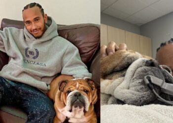 Lewis Hamilton revela que su perro Roscoe está en coma por neumonía