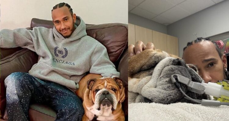 Lewis Hamilton revela que su perro Roscoe está en coma por neumonía