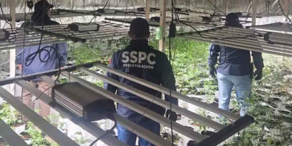 plantas Más de mil plantas de mariguana halladas en Iztacalco, Benito Juárez y Cuauhtémoc tras operativos de seguridad